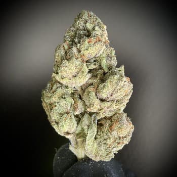 Gelato 41 THCA CD08