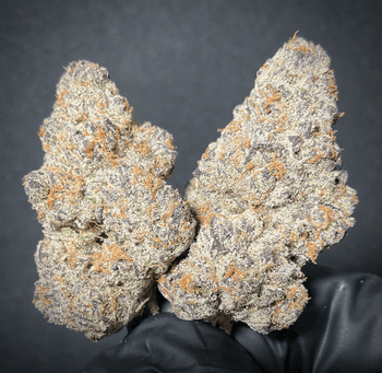 Lizard Burger THCA