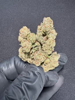 Lemon Cherry Gelato "Green" THCA