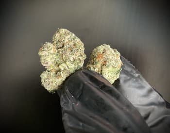 Super Boof Smalls THCA