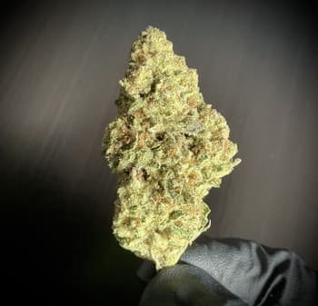 Lambo OG THCA
