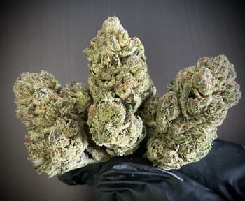 Lemon Cherry Gelato "Phat Purps" THCA