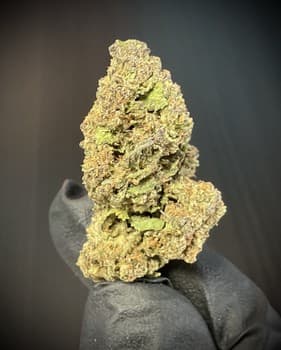 Biscotti -THCA