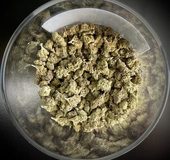 Gush Mintz THCA