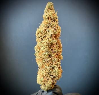 Skunk Pharm 1:1 (CBD:THCA)