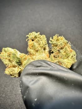 Purple Punch Smalls THCA