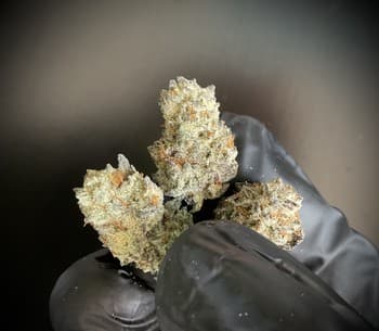 Dante's Inferno Smalls THCA