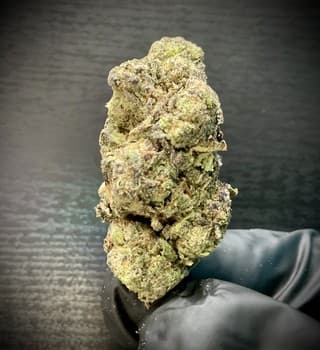 Garlic Breath THCA